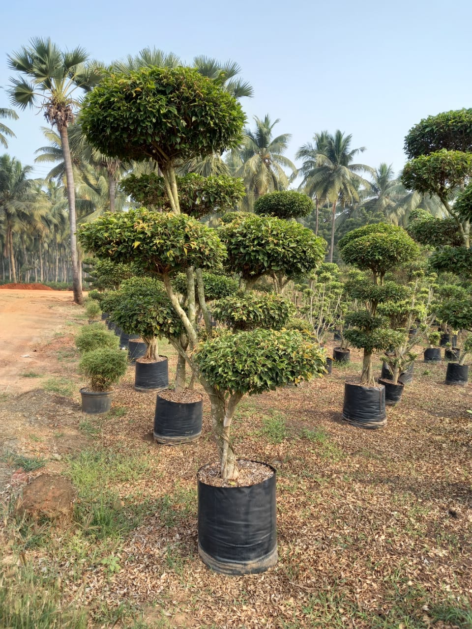 Best Kadiyam Nursery Call 6309717556, Kadiyam Nursery /kadiyam Online